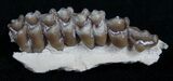 Oligocene Ruminant (Leptomeryx) Jaw Section #10569-1
